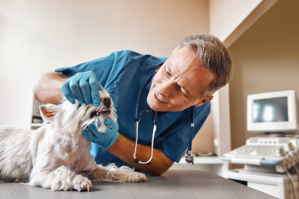 Best Same-Day Emergency Dental Services in Lake Of The Woods, AZ